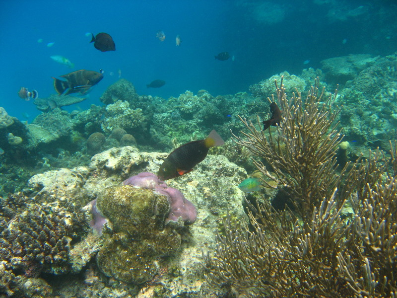 Fiji-Snorkeling-Underwater-Pictures-Amunuca-Resort-136