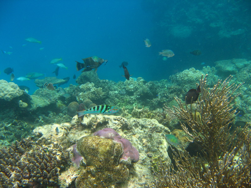 Fiji-Snorkeling-Underwater-Pictures-Amunuca-Resort-137