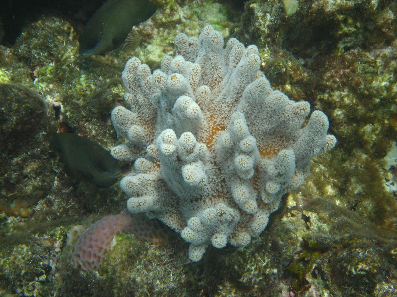 Fiji-Snorkeling-Underwater-Pictures-Amunuca-Resort-139