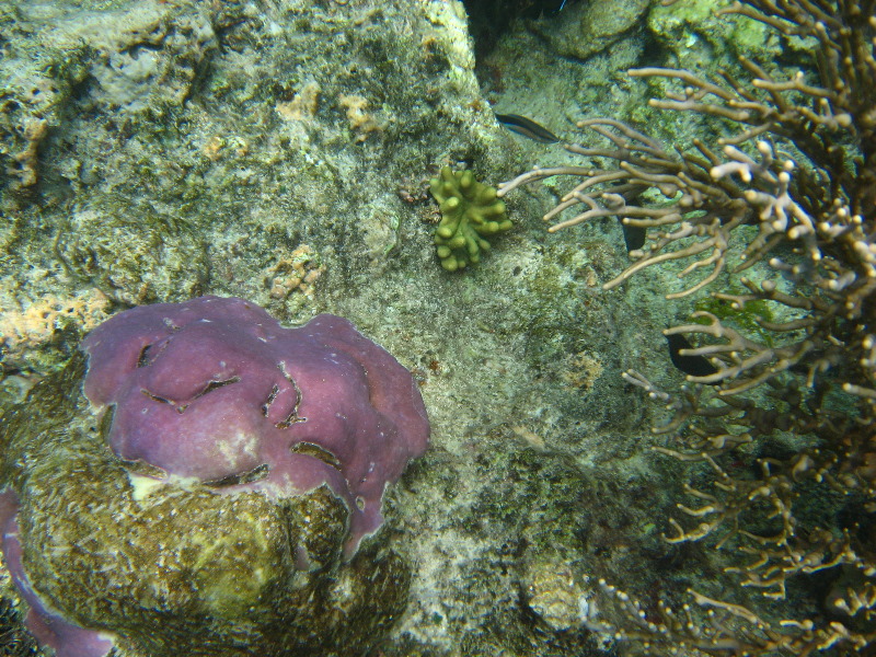 Fiji-Snorkeling-Underwater-Pictures-Amunuca-Resort-143