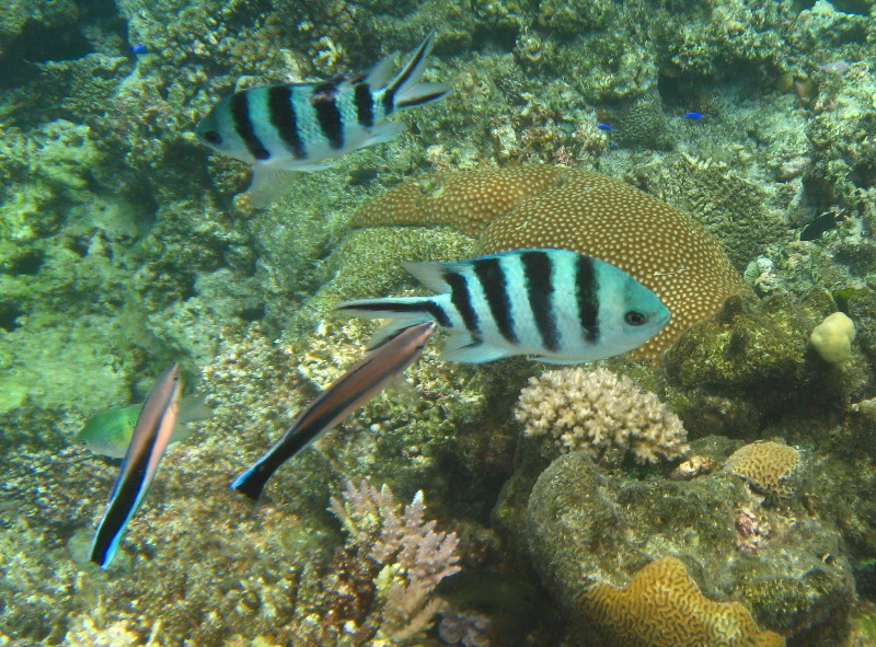 Fiji-Snorkeling-Underwater-Pictures-Amunuca-Resort-144