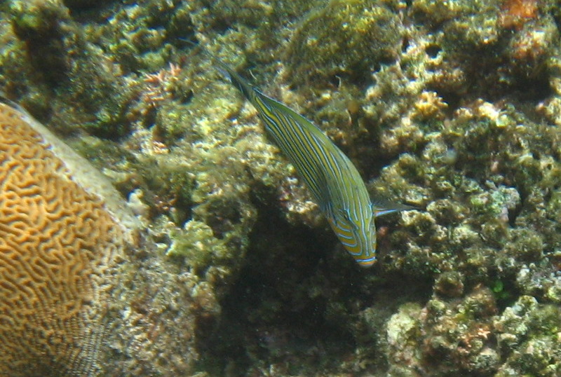 Fiji-Snorkeling-Underwater-Pictures-Amunuca-Resort-146