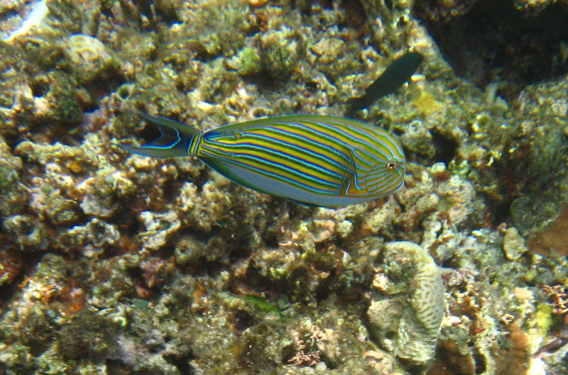 Fiji-Snorkeling-Underwater-Pictures-Amunuca-Resort-147
