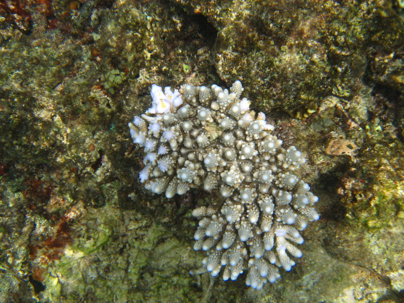 Fiji-Snorkeling-Underwater-Pictures-Amunuca-Resort-148