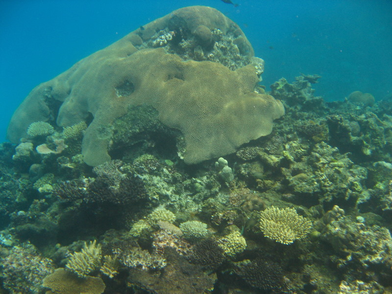 Fiji-Snorkeling-Underwater-Pictures-Amunuca-Resort-150