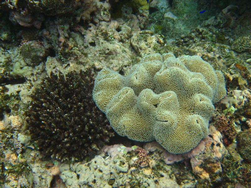 Fiji-Snorkeling-Underwater-Pictures-Amunuca-Resort-153