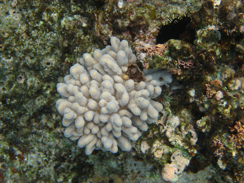 Fiji-Snorkeling-Underwater-Pictures-Amunuca-Resort-154