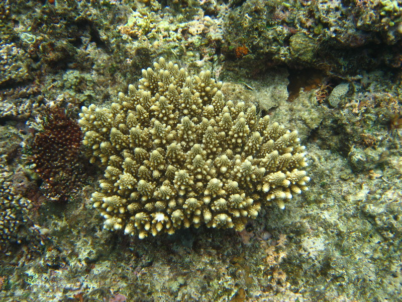 Fiji-Snorkeling-Underwater-Pictures-Amunuca-Resort-155