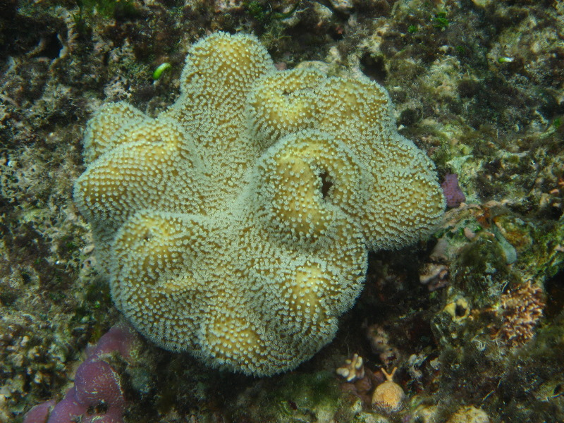 Fiji-Snorkeling-Underwater-Pictures-Amunuca-Resort-156