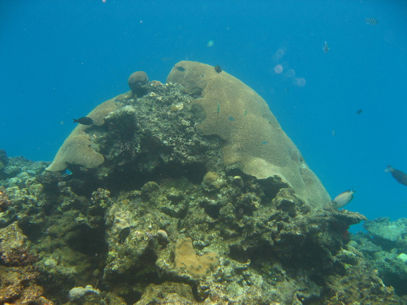 Fiji-Snorkeling-Underwater-Pictures-Amunuca-Resort-157