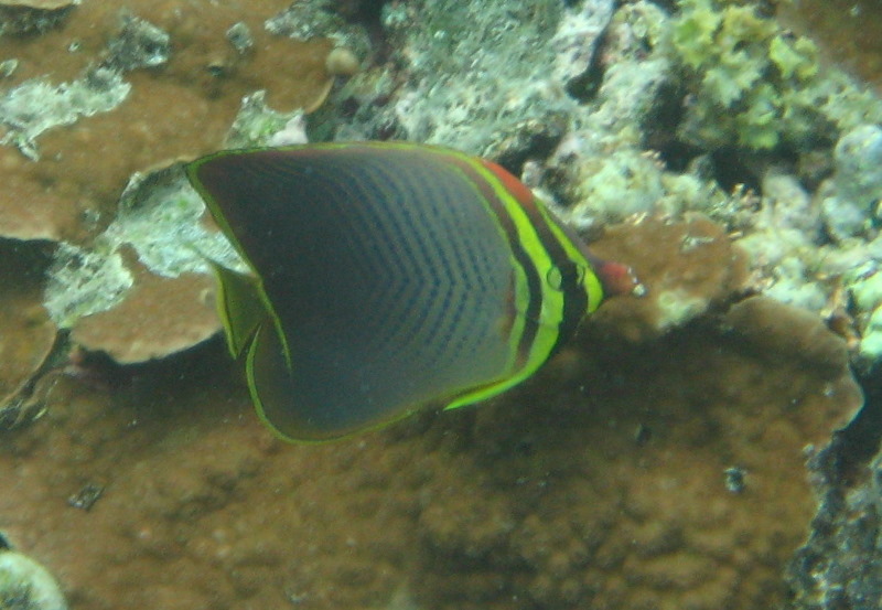 Fiji-Snorkeling-Underwater-Pictures-Amunuca-Resort-158