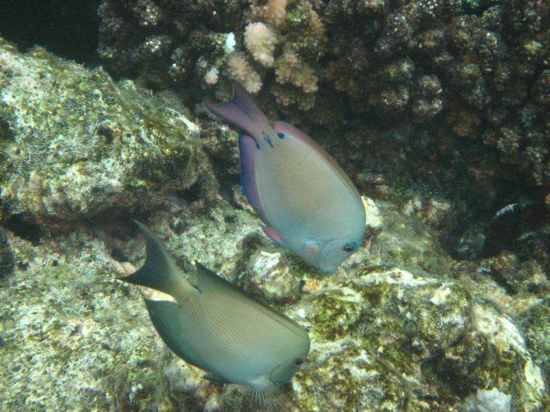 Fiji-Snorkeling-Underwater-Pictures-Amunuca-Resort-159