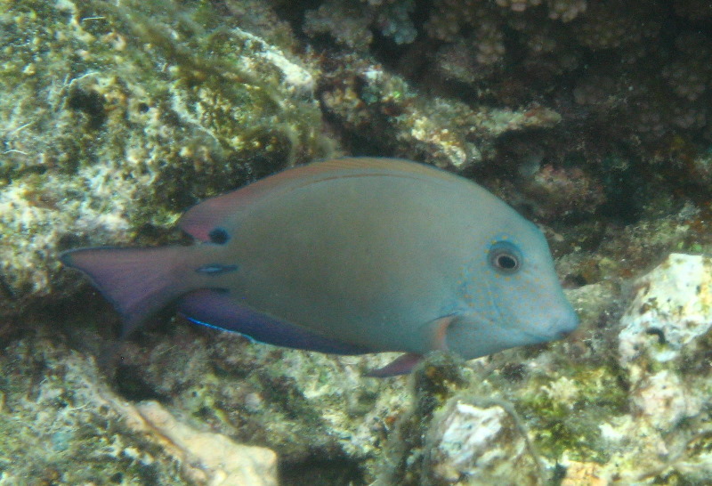 Fiji-Snorkeling-Underwater-Pictures-Amunuca-Resort-160