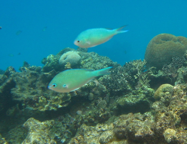 Fiji-Snorkeling-Underwater-Pictures-Amunuca-Resort-161