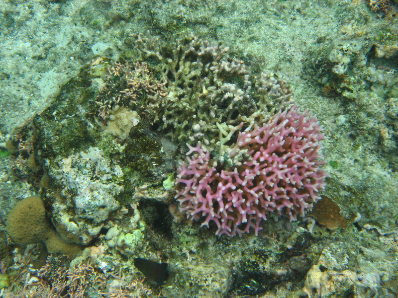 Fiji-Snorkeling-Underwater-Pictures-Amunuca-Resort-164