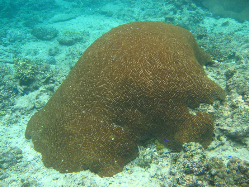 Fiji-Snorkeling-Underwater-Pictures-Amunuca-Resort-165