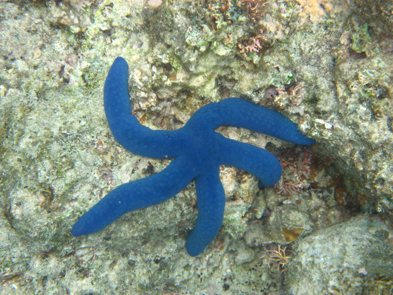 Fiji-Snorkeling-Underwater-Pictures-Amunuca-Resort-170