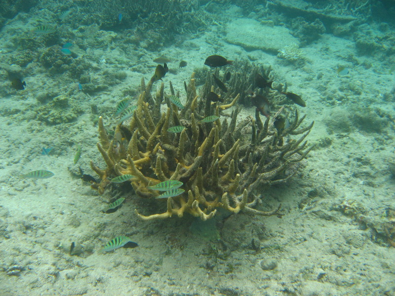 Fiji-Snorkeling-Underwater-Pictures-Amunuca-Resort-172