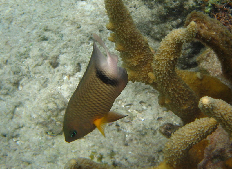 Fiji-Snorkeling-Underwater-Pictures-Amunuca-Resort-174