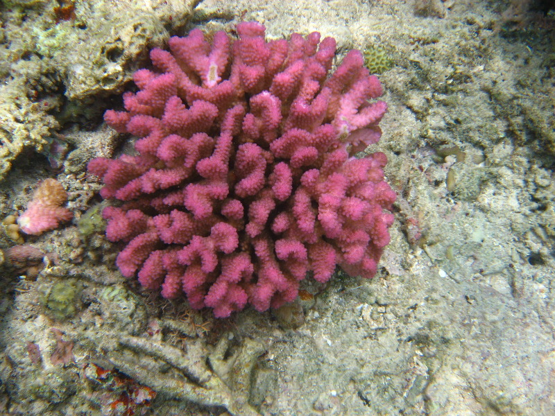 Fiji-Snorkeling-Underwater-Pictures-Amunuca-Resort-175