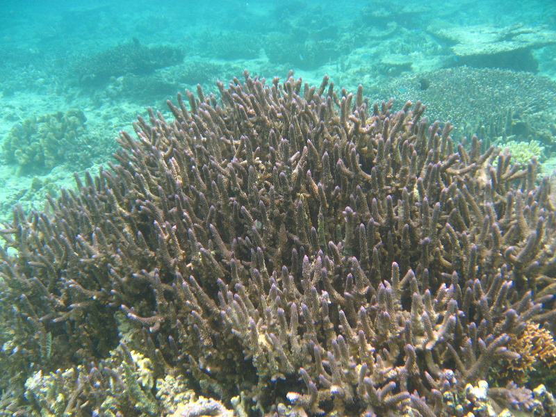 Fiji-Snorkeling-Underwater-Pictures-Amunuca-Resort-176