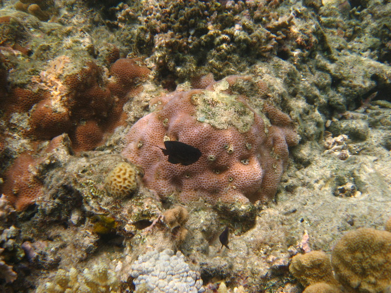 Fiji-Snorkeling-Underwater-Pictures-Amunuca-Resort-178