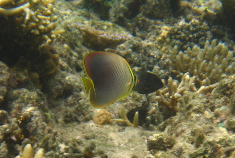 Fiji-Snorkeling-Underwater-Pictures-Amunuca-Resort-179