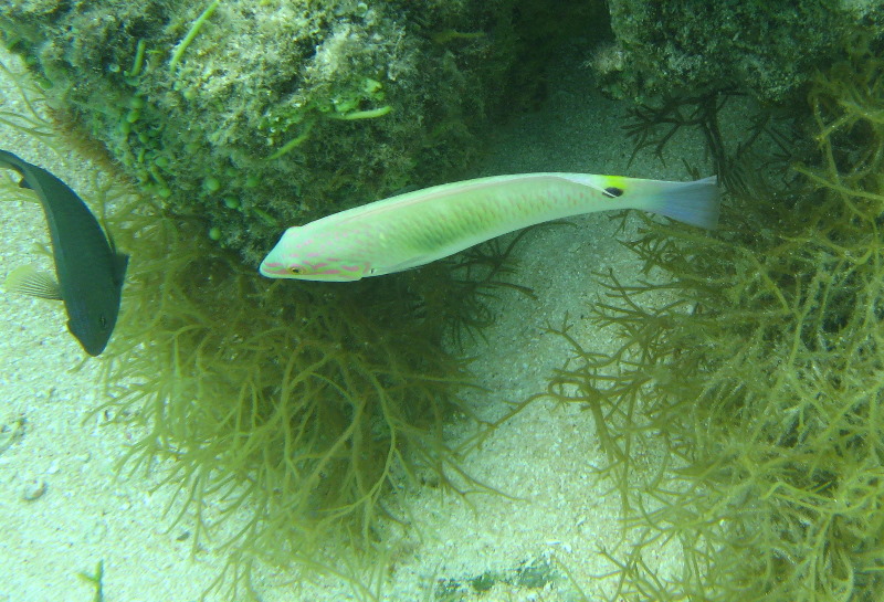 Fiji-Snorkeling-Underwater-Pictures-Amunuca-Resort-180