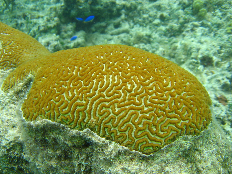 Fiji-Snorkeling-Underwater-Pictures-Amunuca-Resort-182