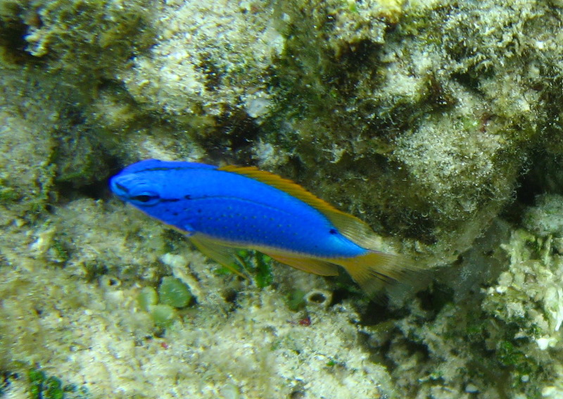 Fiji-Snorkeling-Underwater-Pictures-Amunuca-Resort-184