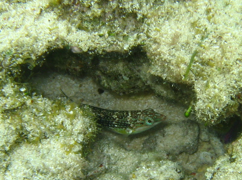 Fiji-Snorkeling-Underwater-Pictures-Amunuca-Resort-187