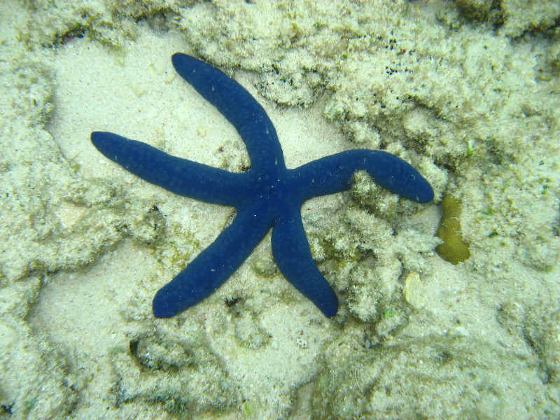 Fiji-Snorkeling-Underwater-Pictures-Amunuca-Resort-189