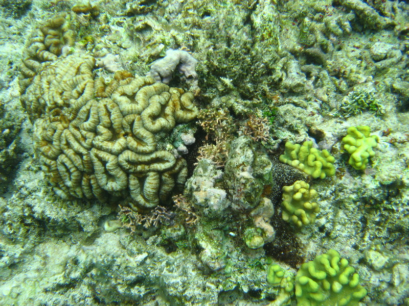 Fiji-Snorkeling-Underwater-Pictures-Amunuca-Resort-190