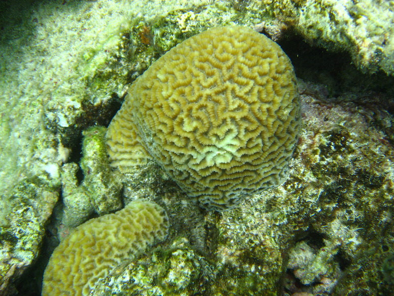 Fiji-Snorkeling-Underwater-Pictures-Amunuca-Resort-191