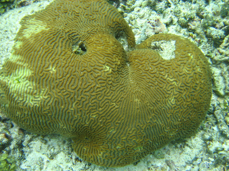 Fiji-Snorkeling-Underwater-Pictures-Amunuca-Resort-192