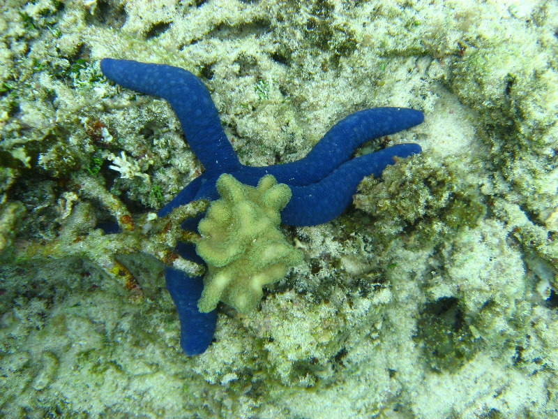 Fiji-Snorkeling-Underwater-Pictures-Amunuca-Resort-193