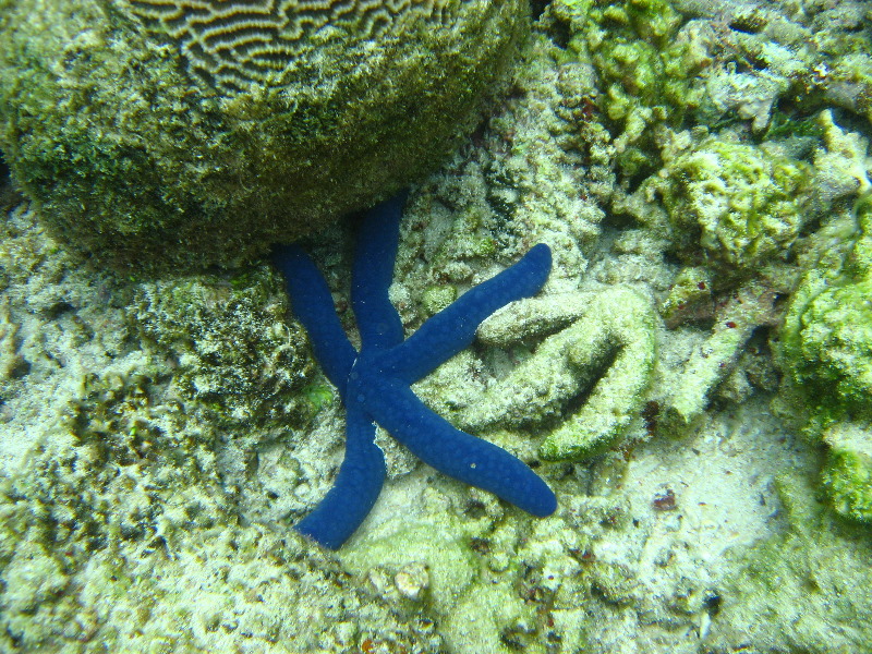 Fiji-Snorkeling-Underwater-Pictures-Amunuca-Resort-195