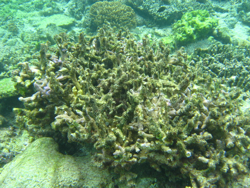 Fiji-Snorkeling-Underwater-Pictures-Amunuca-Resort-196