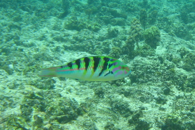 Fiji-Snorkeling-Underwater-Pictures-Amunuca-Resort-197