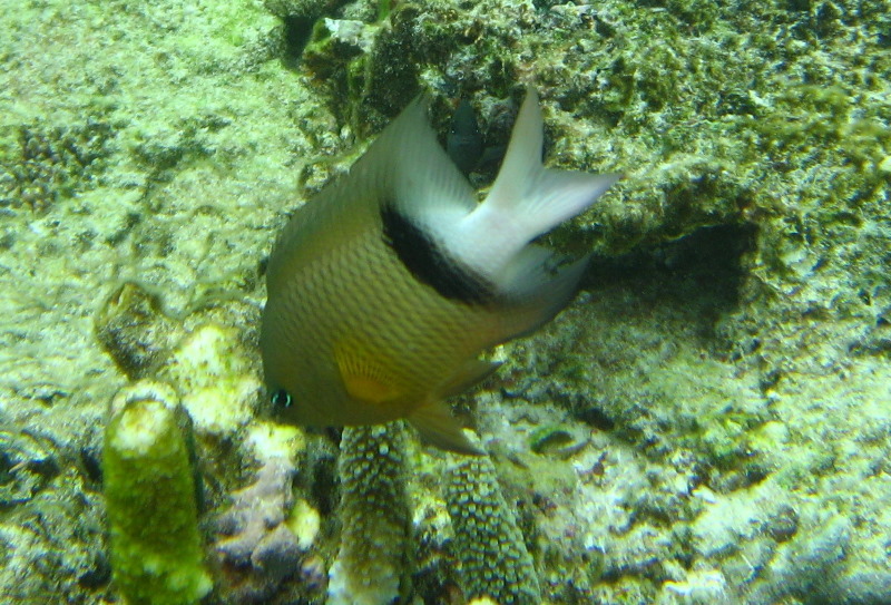 Fiji-Snorkeling-Underwater-Pictures-Amunuca-Resort-198