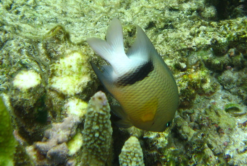 Fiji-Snorkeling-Underwater-Pictures-Amunuca-Resort-200