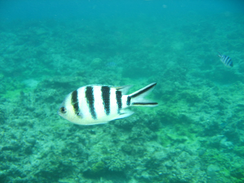 Fiji-Snorkeling-Underwater-Pictures-Amunuca-Resort-202