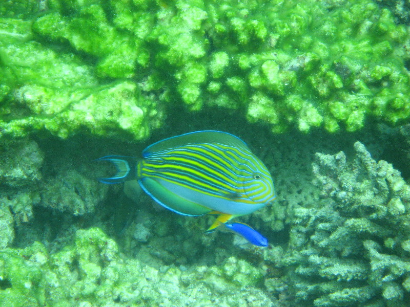 Fiji-Snorkeling-Underwater-Pictures-Amunuca-Resort-204