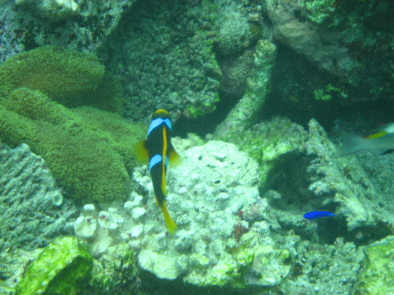 Fiji-Snorkeling-Underwater-Pictures-Amunuca-Resort-205