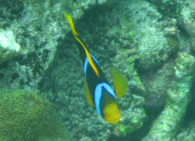 Fiji-Snorkeling-Underwater-Pictures-Amunuca-Resort-206