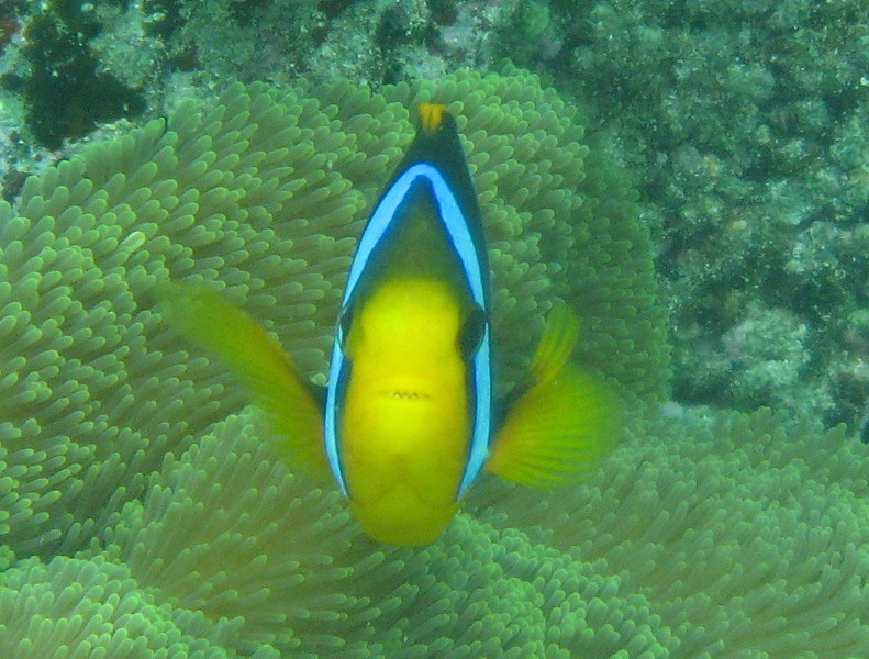 Fiji-Snorkeling-Underwater-Pictures-Amunuca-Resort-207