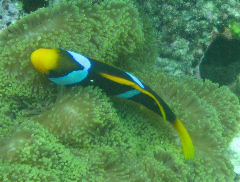 Fiji-Snorkeling-Underwater-Pictures-Amunuca-Resort-208