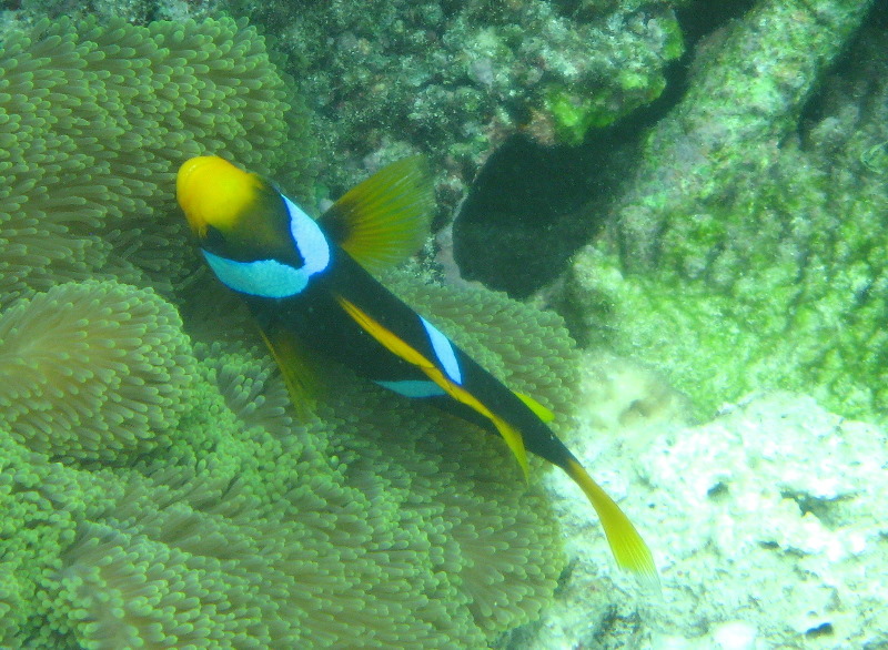 Fiji-Snorkeling-Underwater-Pictures-Amunuca-Resort-209