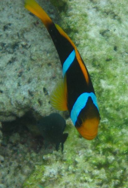 Fiji-Snorkeling-Underwater-Pictures-Amunuca-Resort-212