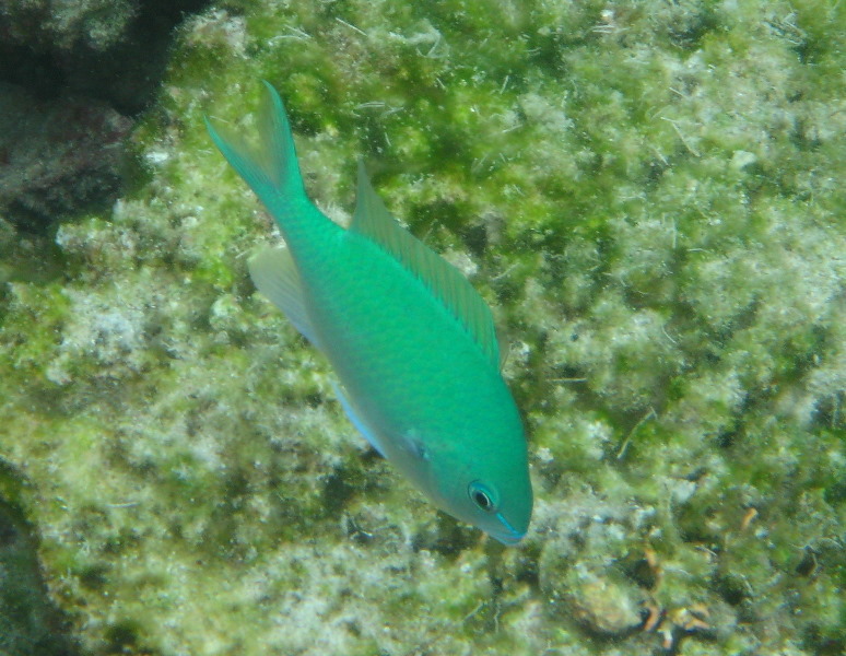 Fiji-Snorkeling-Underwater-Pictures-Amunuca-Resort-213